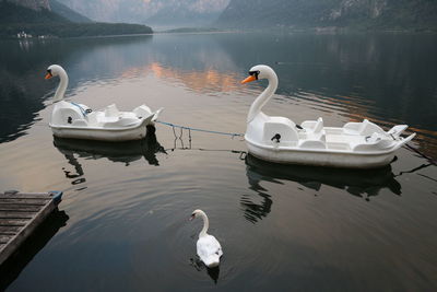 View of swan in lake