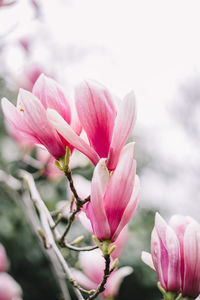 Close-up of pink flowering plant