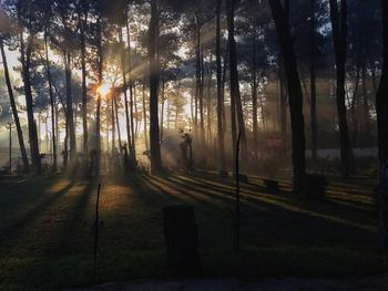 Scenic view of forest