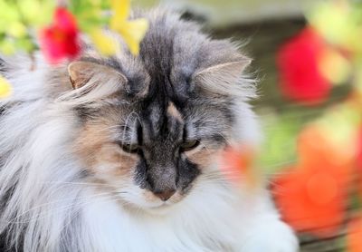 Close-up portrait of hairy cat