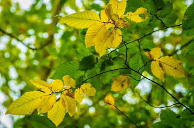 Low angle view of leaves growing on tree