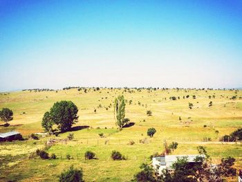 Scenic view of grassy field against blue sky