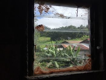 Trees seen through window