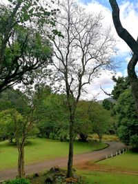 Trees growing in park against sky