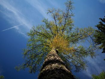Low angle view of tree against blue sky