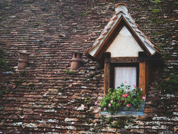 Potted plant on wall of building