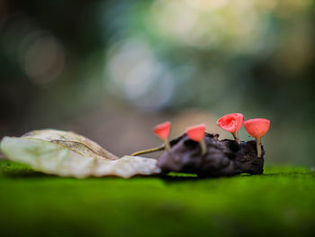 Close-up of red flowering plant