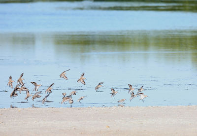 Flock of birds flying over lake