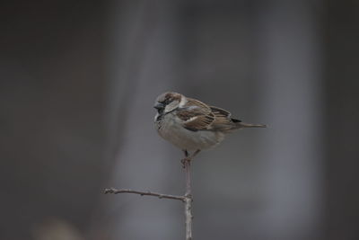 Close-up of bird perching