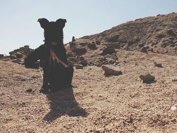 Black puppy in desert