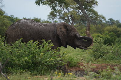 Side view of giraffe on field