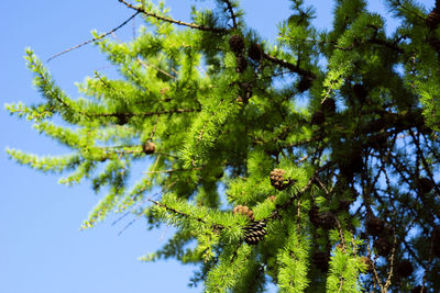 Low angle view of tree against sky