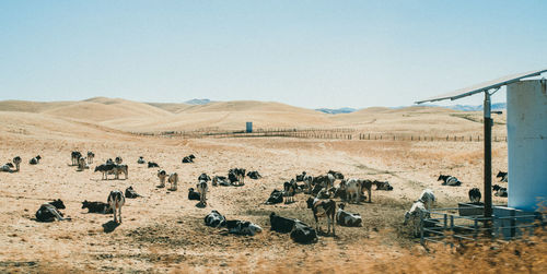 Cattle at desert against clear sky