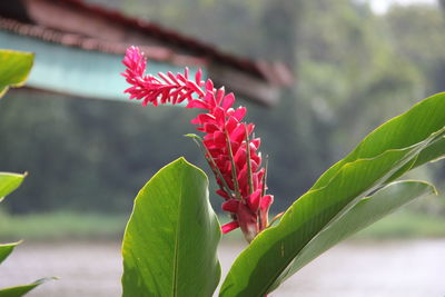 Close-up of red flowers blooming outdoors