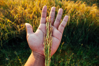 Cropped hand of woman on grass