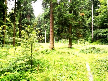 Scenic view of forest