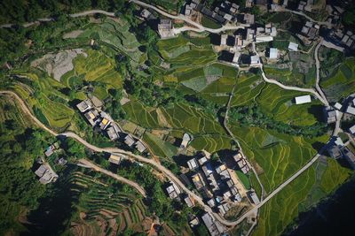 High angle view of plants growing on field