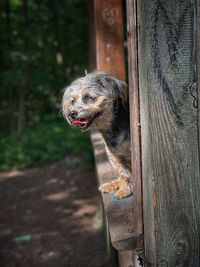 Portrait of dog looking away