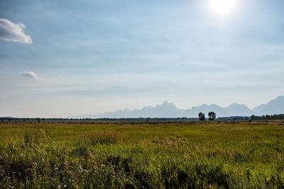 Scenic view of agricultural field against sky