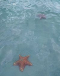 High angle view of crab in water