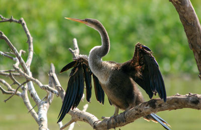 Close-up of bird perching on tree