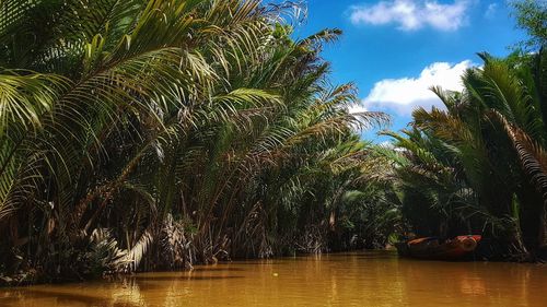 Palm trees by plants against sky