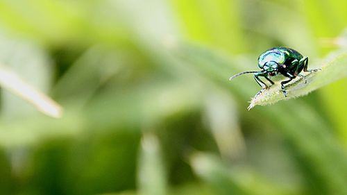 Close-up of insect on leaf