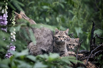 Portrait of cat sitting on land