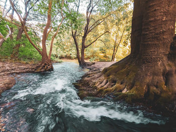 Scenic view of waterfall in forest