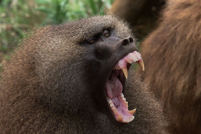 Close-up of a monkey