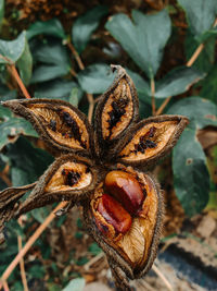 Close-up of dried plant