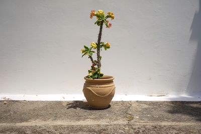 Close-up of potted plant against wall