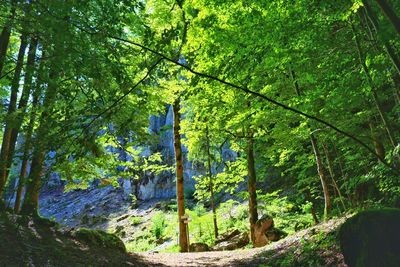 Trees growing in forest