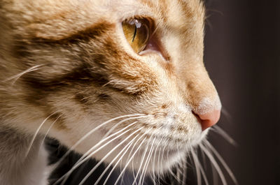 Close-up portrait of cat