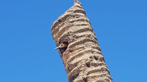 Low angle view of bird perching against clear blue sky