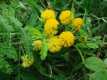 Close-up of yellow flowering plant