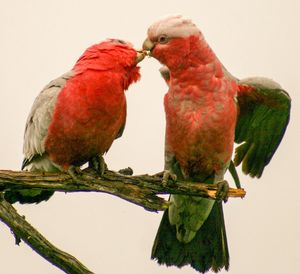 Close-up of parrot perching on branch