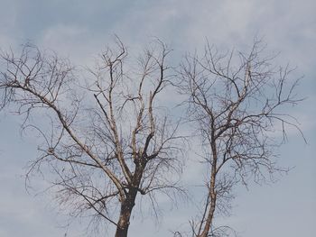 Low angle view of bare tree against cloudy sky