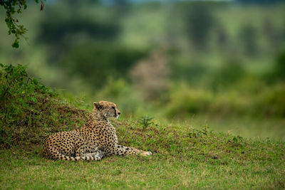 Cheetah lies by grassy bank in profile