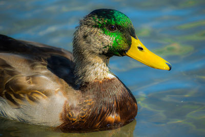 Close-up of a duck swimming in lake