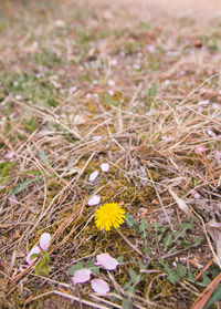 Close-up of yellow flowers blooming in field