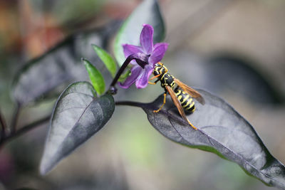 Close-up of insect on purple flower