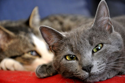 Close-up portrait of cat lying at home