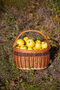 High angle view of fruits in basket on field
