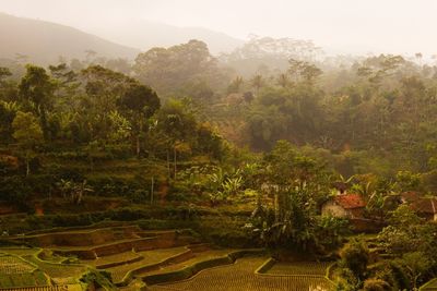 Scenic view of landscape