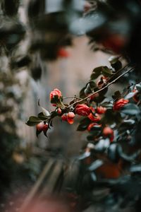 Close-up of red flowers on plant