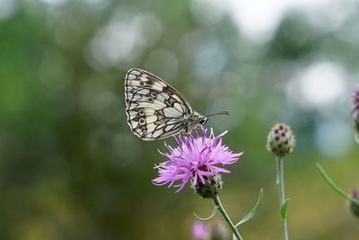 Close-up of butterfly pollinating on purple flower