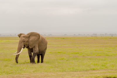 Elephant walking on field against sky