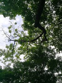 Low angle view of trees in forest against sky