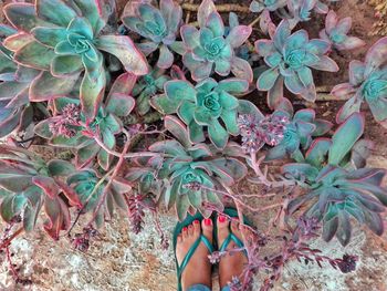 Low section of woman standing on plant